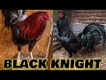 Hawaii Beautiful Black Birds - Black Knight Mel Sims Mclean Hatch Grey Kelso | Deathrow Farm