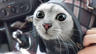 My SCAREDY-CAT is Afraid of Going to the VET! by Katie and Frankie 3,425 views 4 years ago 3 minutes, 38 seconds