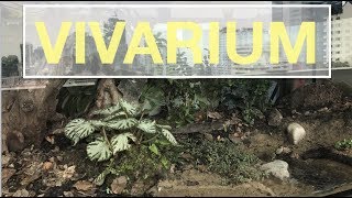 DIY  2 meters long Tropical Vivarium for my ANTS!