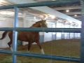 Angry Horse mp3