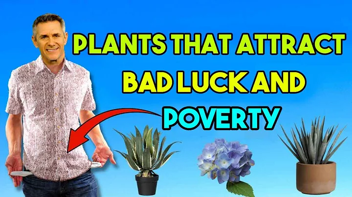 NEVER HAVE THIS PLANT IN YOUR HOUSE - IT ONLY ATTRACTS POVERTY AND RUIN - DayDayNews