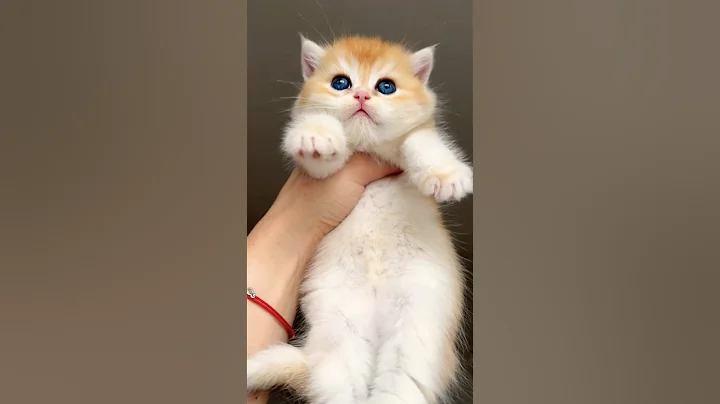 Video 11234441: pure british shorthair kittens, british shorthair golden kitten, cutest british shorthair kitten, britishshorthair