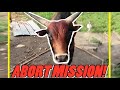 How to move cows the city way[But I got attacked by the bull!]Family Farm Fun