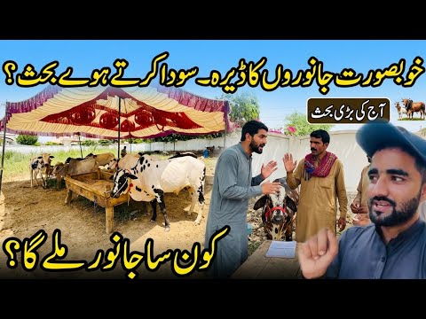 Beautiful Animals at Ratta Dera|Ratta Janwaron Ka Khubsurat Dera | Sauda Karte Hue Behas Ho Gai! 💵🐂