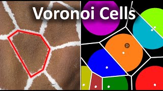 Why this pattern shows up everywhere in nature || Voronoi Cell Pattern