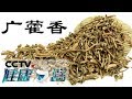 《健康之路》 一方水土一方药——藿香 解暑热 温脾胃 清口气 20190617 | CCTV科教