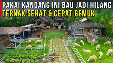 IDAMAN PETERNAK! PAKAI KANDANG TERKOLEKSI TERNAK JADI SEHAT CEPAT GEMUK DAN TIDAK BAU | CERITA USAHA
