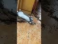 Кот хулиган блин хана коту 😂