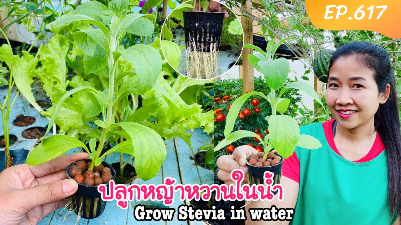 Grow Stevia from cutting Aquaponics วิธีปลูกหญ้าหวานในน้ำ/ปักชำหญ้าหวาน EP.617/แขมรอินเตอร์