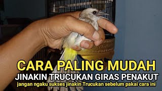 Cara Menjinakkan Burung Trucuk Yang Penakut dan Giras Paling Mudah dan Cepat