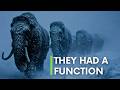 What mammoths did on Earth that almost nobody knows