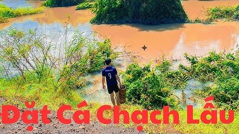 Mùa Nước Nổi Đặt Lợp Cá Chạch Lấu ll Trúng Bầy Cá Chạch Lấu Khủng