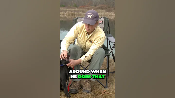 How To Stop Your Puppy From Biting Before It is Too Late