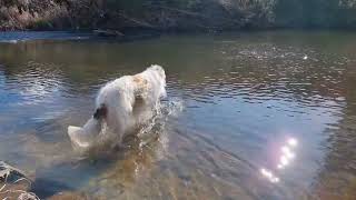 Hello Arlo friends!! Arlo the Borzoi dog.. Winter wonderland.. by Angie and Arlo the Borzoi ADVENTURES 267 views 10 months ago 7 minutes, 25 seconds