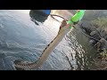 Amazing snake head fishing marral fishing