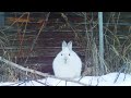 Funny Bunny Snowshoe Hare