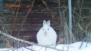 Funny Bunny Snowshoe Hare