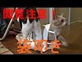 閲覧注意！♀猫こむぎに袋叩きにされる♂猫だいず