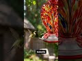 Transform Your Garden: Hand-Blown Glass Hummingbird Oasis