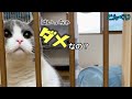 子猫の安全対策にゲートを付けてみたらまさかのダメ出し？ 【ブリティッシュショートヘア】Vol.76