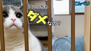 子猫の安全対策にゲートを付けてみたらまさかのダメ出し？ 【ブリティッシュショートヘア】Vol.76
