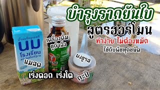 ฮอร์โมนสูตรนี้ ไม่ต้องหมัก บำรุงรากยันใบ ทำง่าย ส่วนผสมหาได้ในครัว ใช้บำรุงพืชทุกชนิด l ฮอร์โมนพืช