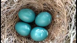 Peacock eggs