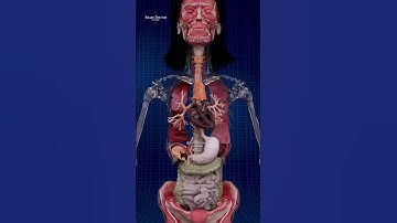 Human Body Uncovered | A Layered Anatomy View