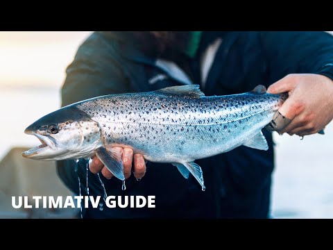 Video: Fuldstændig guide til at besøge Det Døde Hav