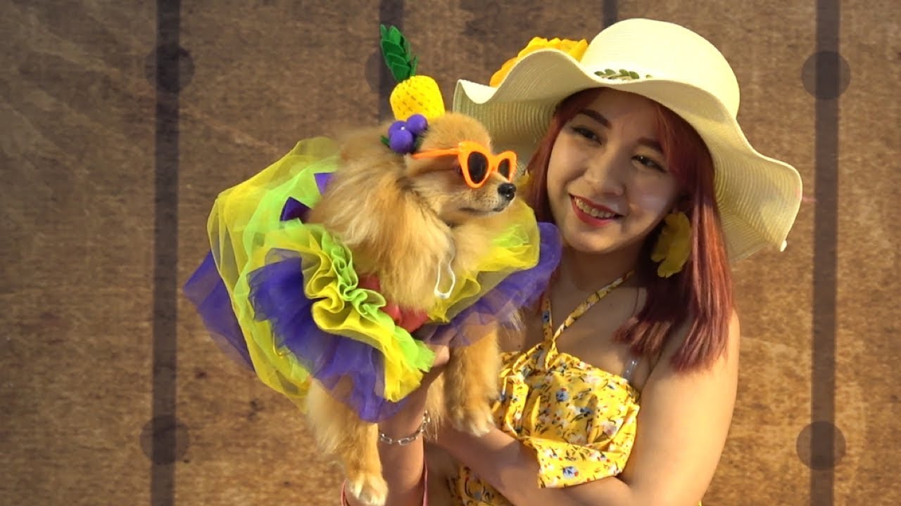 bangkok air Doggy Fashion Show