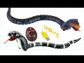 RC Snake toys playing. SNAKE REALISTIC COBRA TOYS