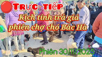 Bê Bê Núi đang phát trực tiếp Chợ chó Bắc Hà hôm nay 30/11/2025!