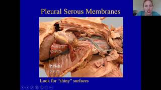 Serous Membranes