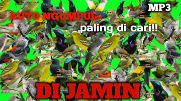 Suara pikat semua burung kecil mp3 PALING AMPUH #terbukti