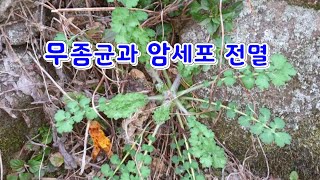 하루에만 식도암세포를 50%까지 사멸하고 피부병의 명약으로 통하는 약초