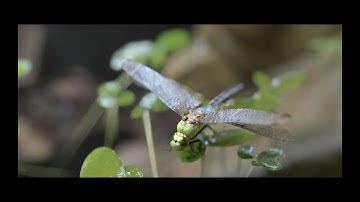 GgsorealCom Scenic wonder D5 Render