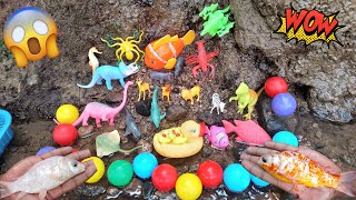 Amazing Catch Tiny Toys and Fish, Turtles, Nemo Fish, Clown Fish, Shark, Whale, Dolphin, Rubber Duck