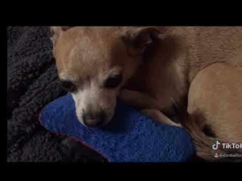 Oasele în alimentația câinilor - Boli articulare în chihuahua