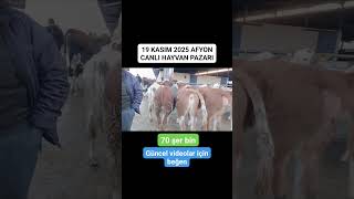 70 Şer Bin Istenen Simentel Düveler