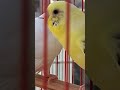 #trending #birds #cute #talkingparot #birdspecies #parrot #finchbird #pets
