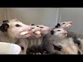 Opossums funny eating bananas