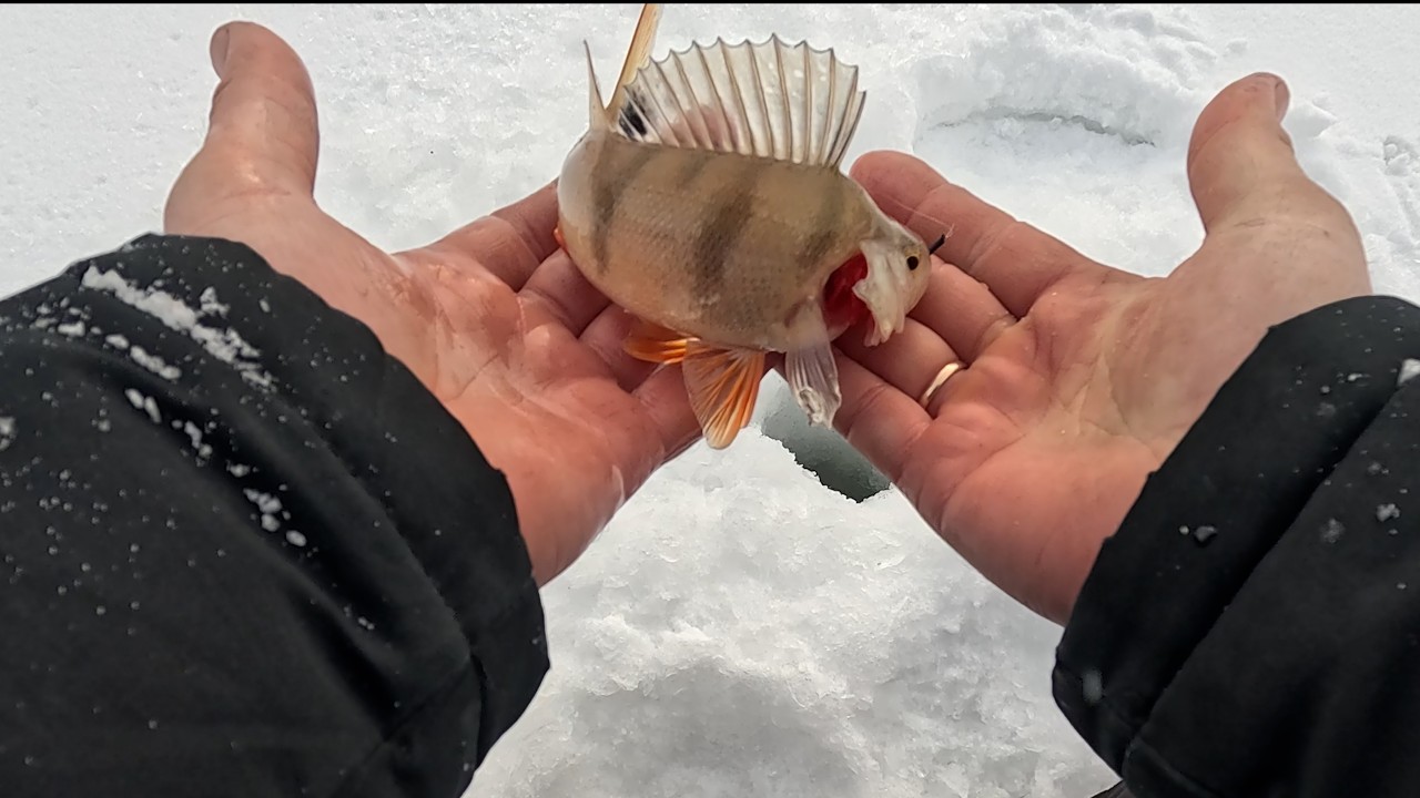 Окуни Бурбинской курьи. Глухозимье всё?