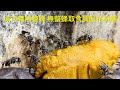 城市養無螫蜂 Stingless bees 調製花粉糰飼餵無螫蜂測試