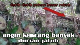 Dayak Maanyan nunggu durian jatuh saat angin kencang di hutan kalimantan