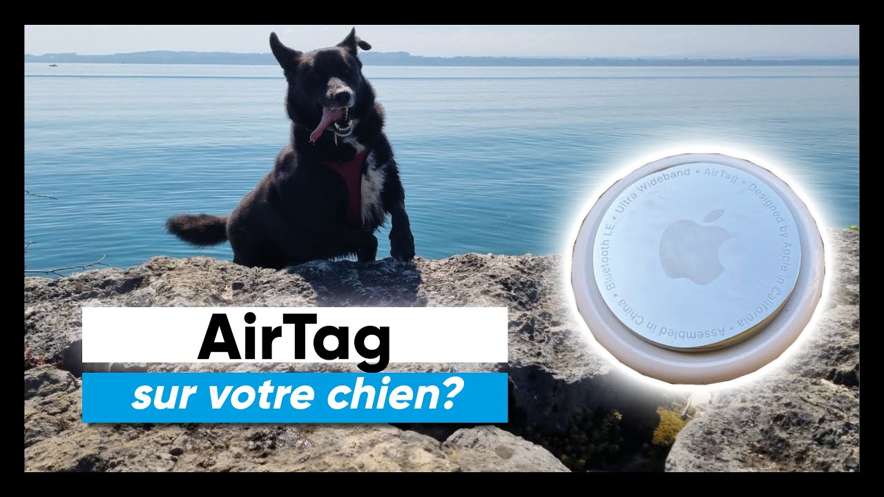 Airtag pour chien et chat, pourquoi faut-il se méfier ?