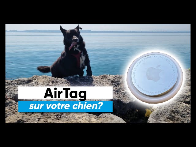 Inattendu : Apple AirTag a un problème avec les chiens (ou les