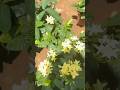 flowers#plants #gardening #nature #flowers #spring