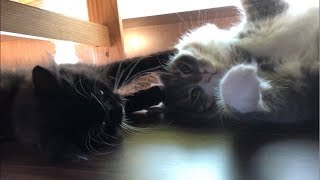 身動きとれない場所で子猫にちょっかい出される猫 ノルウェージャンフォレストキャット It is mischief to a kitten.Norwegian Forest Cat.