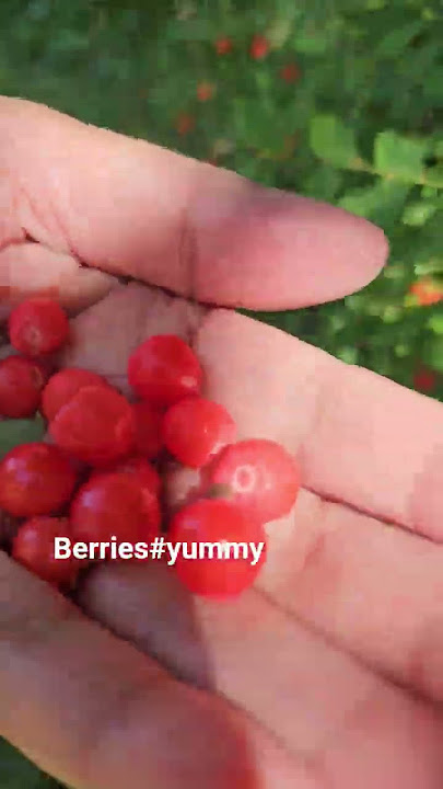 BC Berries#qualicum#beautiful