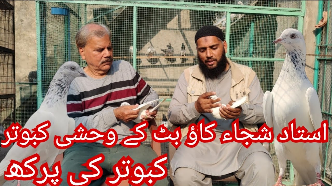 Ustad shuja kaow butt k weshii kabutro ka shok or points 